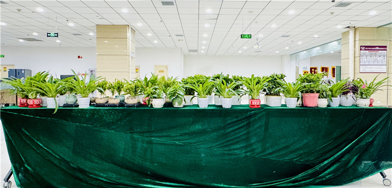 溫暖員工日|華礦集團為全體員工發放1月員工日愛心盆栽